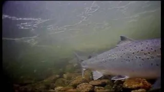 kharlovka_Home_For_Salmon-Trailer.mov