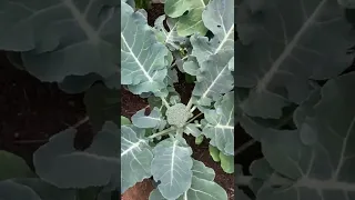 Grow 8 broccoli plants in just 3'x4'