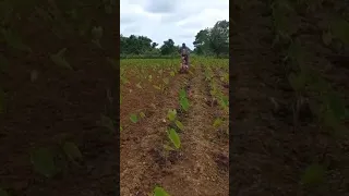 Taro cultivation and weeding