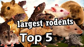 Top 5 largest rodent species in the world