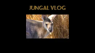 #shorts || Jungal Vlogs || Beautiful Vlog || #youtubeshorts #vlog #vlogs #beautiful