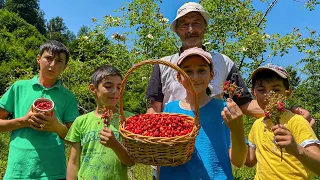 Collecting Real Wild Strawberries In The Mountains For The Best Dessert For The Whole Family