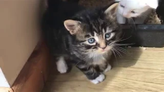 Как поживают котята? 4 недели / Kittens 4 weeks old