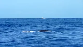 Humpback Whale Breach Hawaii