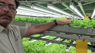 Hydroponic Farming | Lettuce Growing | Vertical Farming