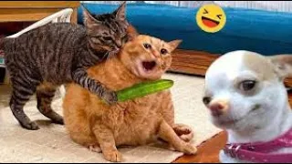 New Cute and Funny Animals 2024 🤣 Funniest Cats and Dogs Videos #29