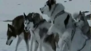 Eight Below - dog sledge / Antarctica - Rodeln / Kutyahideg - szánhúzás / БЕЛЫЙ ПЛЕН