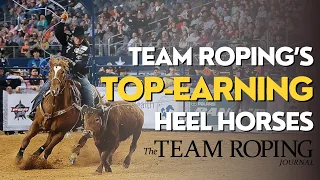 Team Roping's Top 5 Highest-Earning Heel Horses | Western Sports Roundup