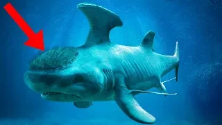 STRANGEST Sharks Of All Time!