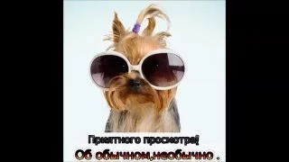 Смешные Забавные животные Подборка 2016 Funny animals Compilation 2016.