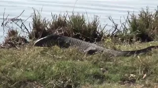 Chobe National Park, Botswana (Aug 2019)