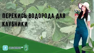 Перекись водорода для клубники