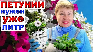 Захотели уже литровочку! Пришлось дать- выкинуть Петунии жалко