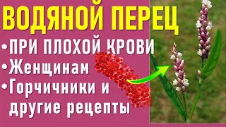 Водяной Перец или Горец Перечный. Настойка. Лечебные свойства. Как пить. Для крови. От геморроя.