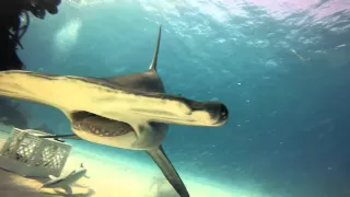 GoPro Video - Shark Diving with the Great Hammerhead Sharks of Bimini and Epic Diving