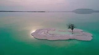 the lonely tree - dead sea israel