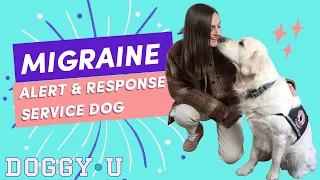 Migraine Alert and Response Service Dog & Tips for First time Owner-Trainer Service Dog Handlers