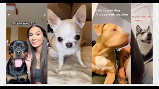 BARK At Your Dog and Watch Their Reaction Compilation  TIK TOK Challenge 2