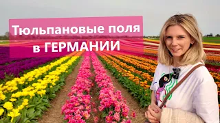 Тюльпановые поля в Германии - Tulip fields in Germany