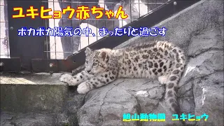 旭山動物園 ユキヒョウ（ジーマと赤ちゃん）まったり過ごしていました