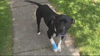 Family dog gets out and is shot by neighbor, woman says for possibly peeing on lawn