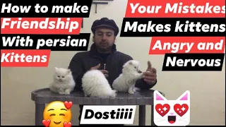 How to make friendship with persian cats and kittens after buying / Urdu /Hindi