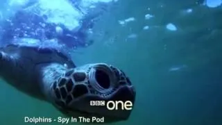 Teaser trailer  Dolphins   Spy in the Pod