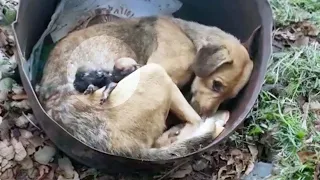 The dying dog could no longer take care of the puppies on her own, she needed help!