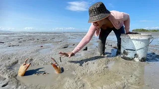 Brave Woman Caught Monster Crabs at Mud Beach after Water Low Tide