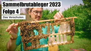 Sammelbrutableger 2023 - Folge 4 - Das Verschulen der Königinnenzellen.
