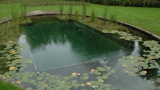 Just a Visual Introduction to Organic Swimming Pools