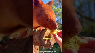 Tree Kangaroo | The Living Plushie