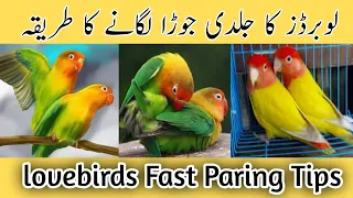 love birds ka jaldi pair kaise lagayen | lovebirds fast pairing tips