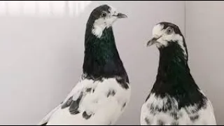 Sialkoti kabootar for sale | high flyer pigeons sialkoti kabootar 2022
