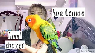 Guide to owning a sun conure: what its like