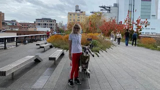 NYC LIVE Exploring High Line & Meat Packing District in Manhattan w/Our Dog November 6, 2022