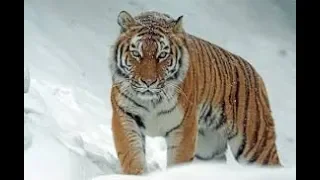 400kg+ Siberian Tigers!!! Biggest cat to ever exist living today!!!