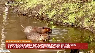 Castores ponen en peligro a los bosques de Tierra del Fuego