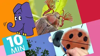 Hallo Elefant - Wie malt man einen Marienkäfer & Wie fliegt ein Maikäfer?| Der Elefant | WDR