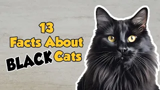 13 Little-known facts about black cats