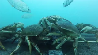 Gopro Underwater On A Crab Snare