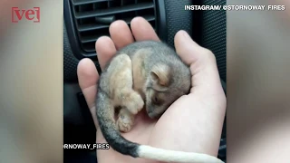 Baby Possum Rescued by Australian Farmer in Bushfire-Ravaged Region!