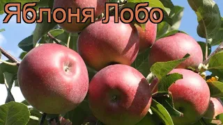 Яблоня обыкновенная Лобо (malus lobo) 🌿 яблоня Лобо обзор: как сажать саженцы яблони Лобо