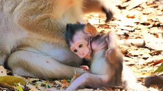 Baby monkey just wakes up, makes cute gestures. monkey playing in the wild