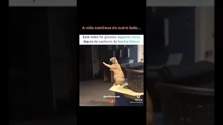 Gato brinca com cachorro que morreu...