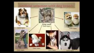 Target B2.1: Artificial Selection