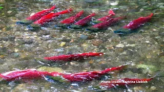 NSEA "Upstream" Sockeye Salmon Video