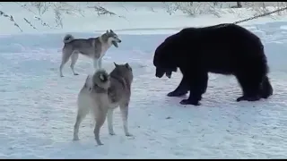 Первая встреча 8-месячного щенка с медведем