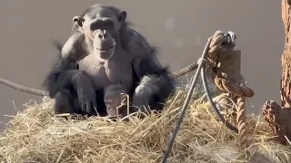 Baby chimpanzees with their Mother - Part 9