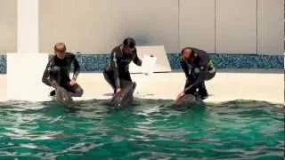 Евпаторийский дельфинарий 2012 - дельфины афалины [HD]